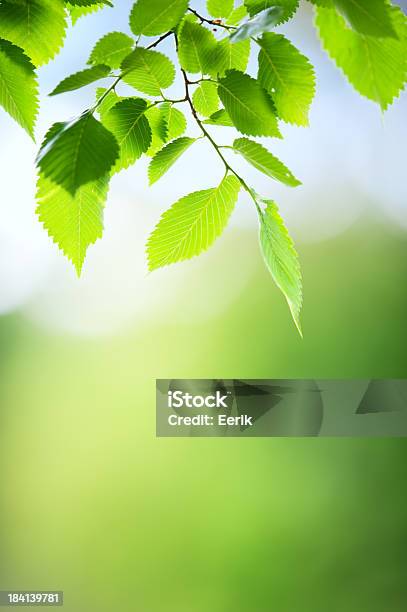 Frische Grüne Blätter Stockfoto und mehr Bilder von Ast - Pflanzenbestandteil - Ast - Pflanzenbestandteil, Baum, Bildschärfe