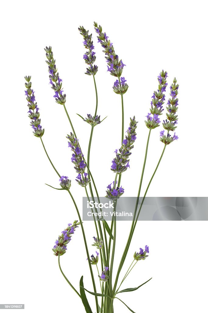 Lavanda. - Foto stock royalty-free di Colore lavanda