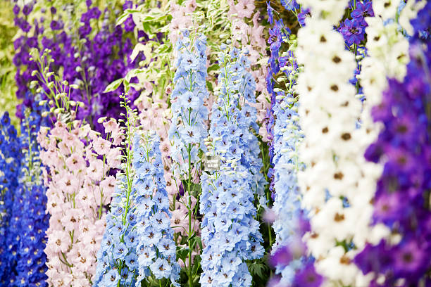 show delphiniums 아이리스입니다 - 미나리아재비 뉴스 사진 이미지