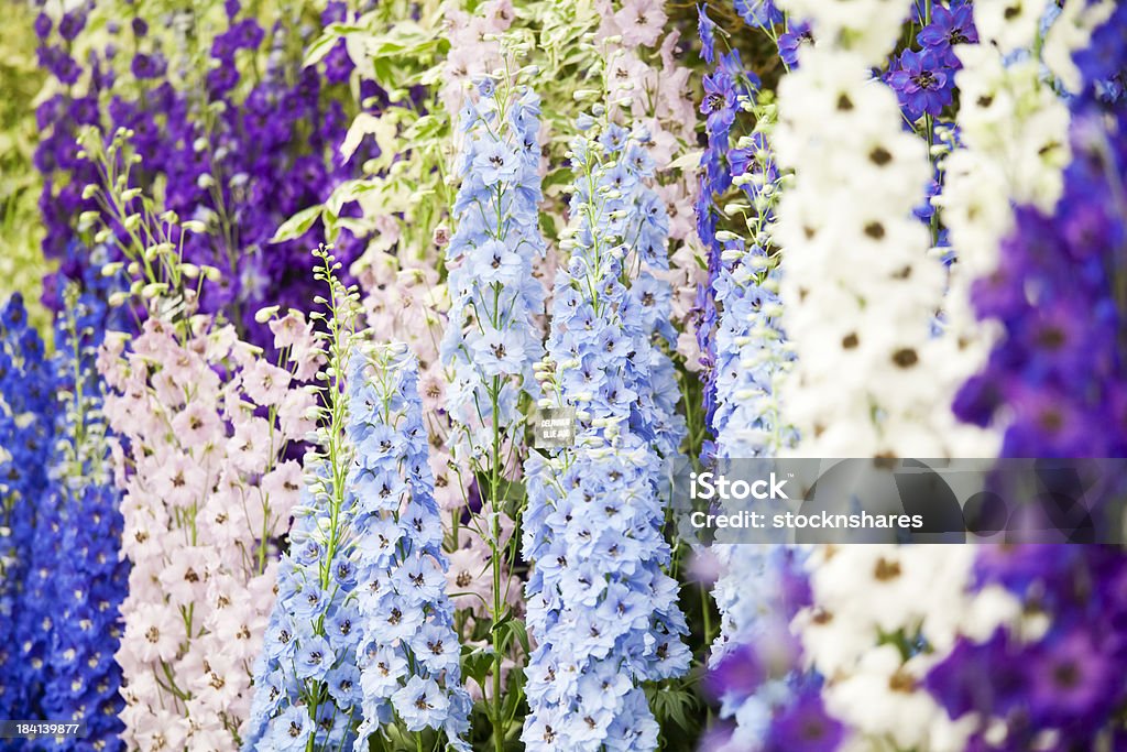 Flower Show Delphiniums "A stunning display of pastel coloured Delphiniums in perfect condition at the Chelsea Flower Show, London. Delphiniums, sometimes known as Larkspur, are a perennial.  The tall spires can grow up to 2 metres in height with their magnificent flower racemes. Displayed here are the mauve, Purple Passion, the pale blue, Blue Jade, pink Clifford Lass, the cobalt blue, Sabrina, and the white, black-eyed, Lilian Basset." Chelsea Flower Show Stock Photo