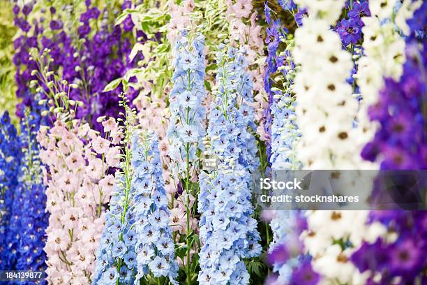 Flower Show Delphiniums Stock Photo - Download Image Now - Chelsea Flower Show, Delphinium, Blue