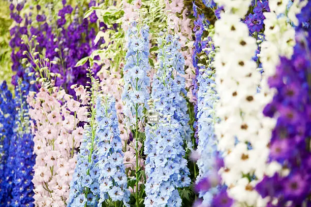"A stunning display of pastel coloured Delphiniums in perfect condition at the Chelsea Flower Show, London. Delphiniums, sometimes known as Larkspur, are a perennial.  The tall spires can grow up to 2 metres in height with their magnificent flower racemes. Displayed here are the mauve, Purple Passion, the pale blue, Blue Jade, pink Clifford Lass, the cobalt blue, Sabrina, and the white, black-eyed, Lilian Basset."