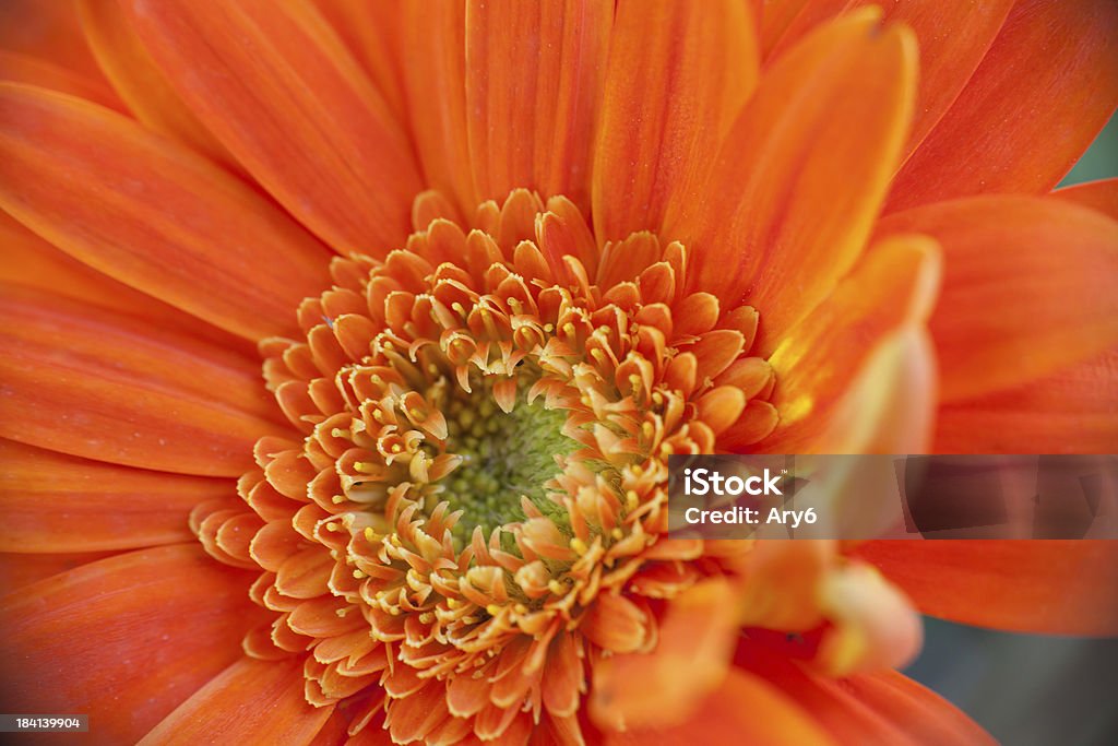 Gerbera primo piano - Foto stock royalty-free di Arancione