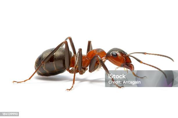 Auf Stockfoto und mehr Bilder von Ameise - Ameise, Braun, Fotografie