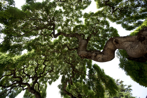 Tree from below