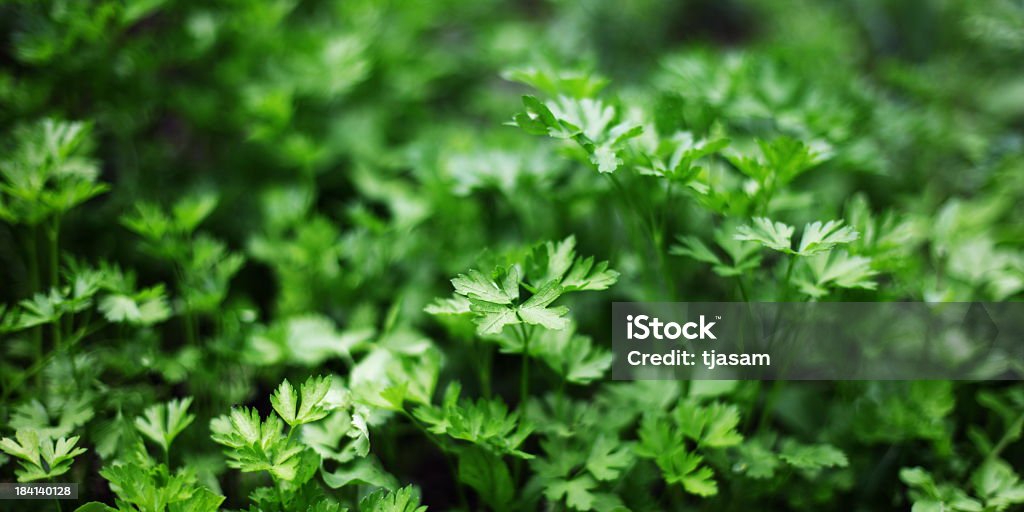 Perejil fresco orgánicos - Foto de stock de Hierba - Planta culinaria libre de derechos