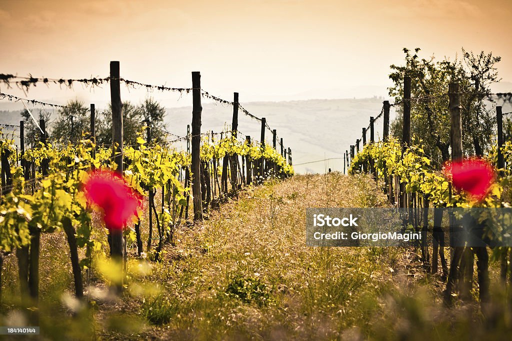 Enfoque en las filas de las viñas, vinos de la región toscana. - Foto de stock de Agricultura libre de derechos