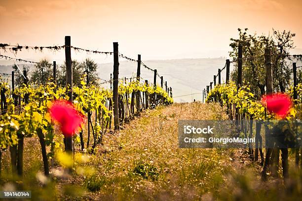 Enfoque En Las Filas De Las Viñas Vinos De La Región Toscana Foto de stock y más banco de imágenes de Agricultura