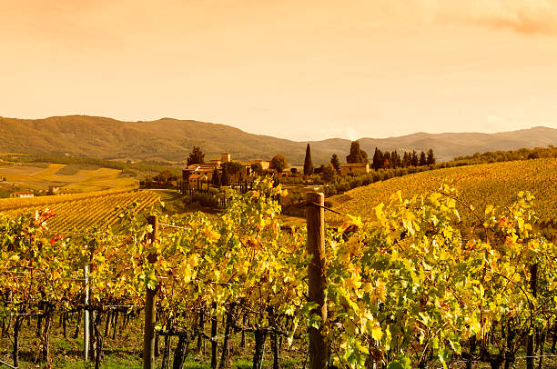 Italy. Tuscany hills and vineyards.