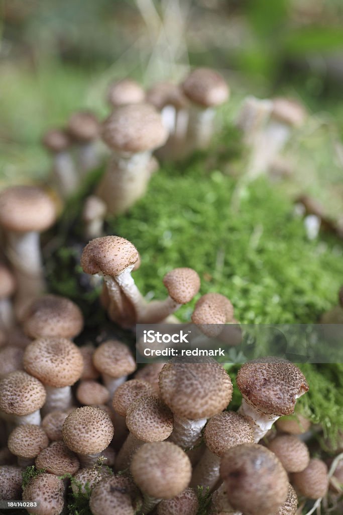 Pholiota squarossa Гриб cluster - Стоковые фото Pholiota Mushroom роялти-фри