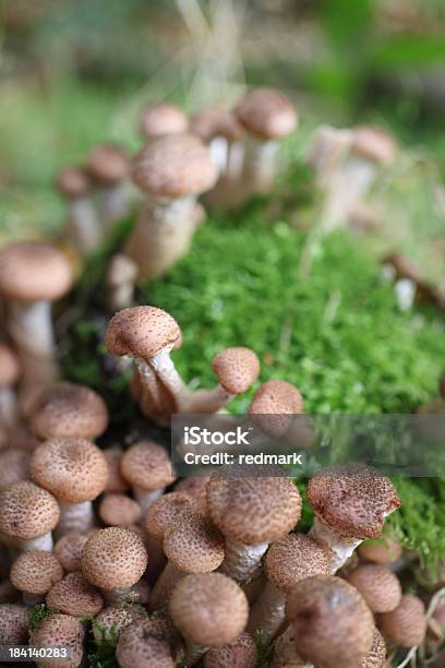 Pholiota Squarossa Гриб Cluster — стоковые фотографии и другие картинки Pholiota Mushroom - Pholiota Mushroom, Без людей, Вертикальный