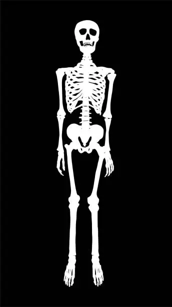 Vector illustration of Human skeleton silhouette standing isolated