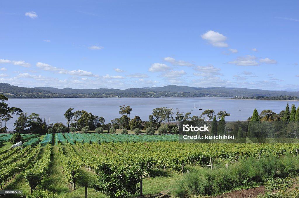 Azienda vinicola della valle Tamar, Tasmania, - Foto stock royalty-free di Azienda vinicola
