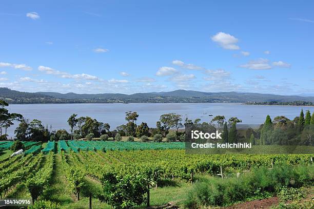 Azienda Vinicola Della Valle Tamar Tasmania - Fotografie stock e altre immagini di Azienda vinicola - Azienda vinicola, Launceston - Australia, Tasmania