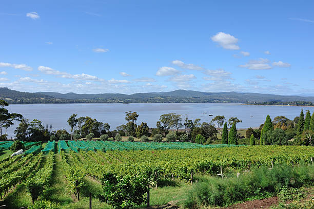 Winery in Tamar Valley, Tasmania, "Winery in Tamar Valley, Tasmania, Australia,Related Images:" launceston tasmania stock pictures, royalty-free photos & images