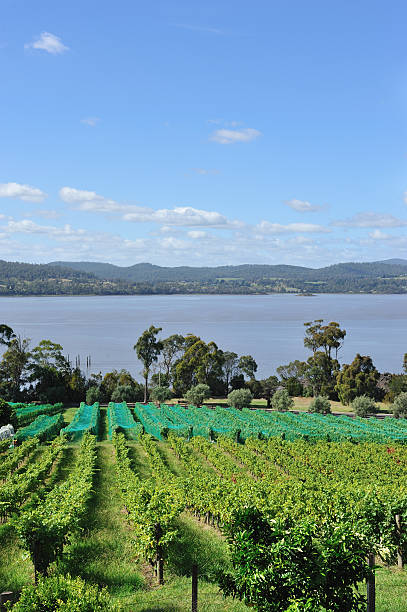 istock Winery in Tamar Valley, Tasmania, 184140917