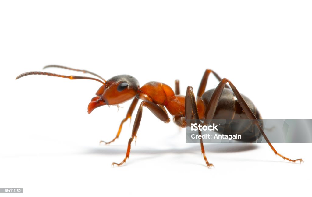 ant Ant Stock Photo