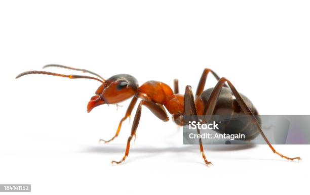 Ant Stock Photo - Download Image Now - Ant, White Background, Cut Out