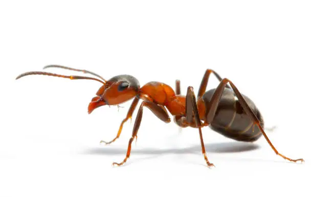 Photo of ant