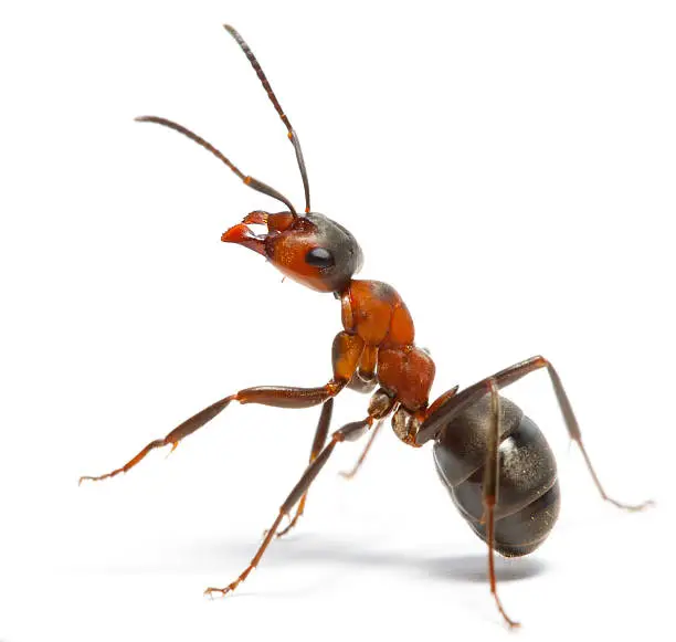 Photo of ant