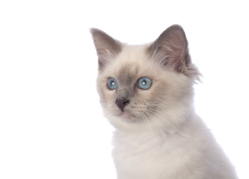 Pure bred blue point Birman kitten (4 months) head and shoulders.  Horizontal studio shot on white.