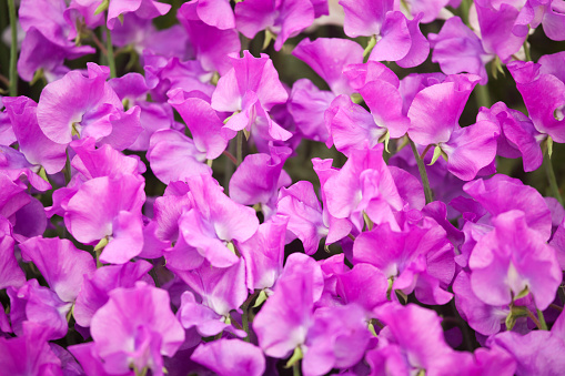 The annual flower, the Sweet Pea is also known as Lathyrus Odoratus.  A magnificent display of bright pink, Eclipse Sweet Pea flowers are shown here are highly scented. The peas in the Sweet Pea seed pods, are poisonous.
