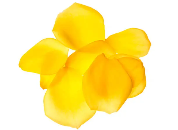 Photo of Yellow rose petals