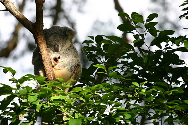 Koala Bear sleeping in a tree