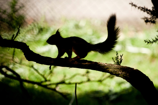 Shown in silhuette, the unmistakable shape of a Red Squirrel.