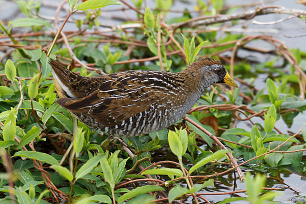 510+ Fotos, Bilder und lizenzfreie Bilder zu Sumpfhuhn Fotos iStock