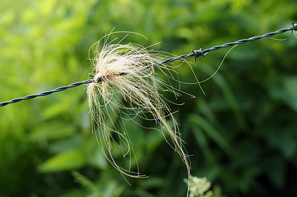 bush of hair on barbed wire in detail