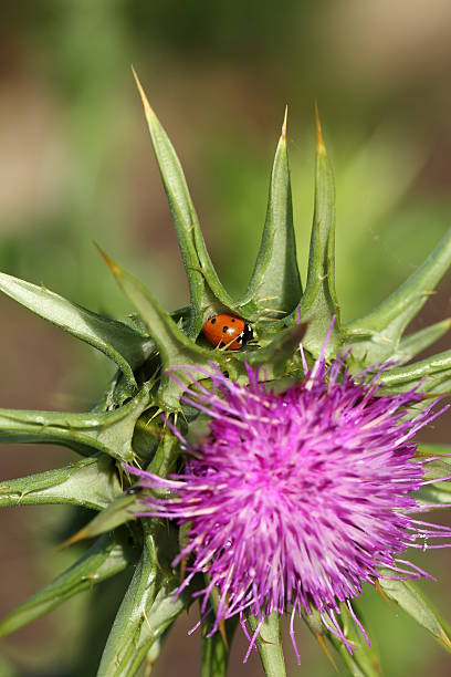 Silybum marianum - Milk thistle