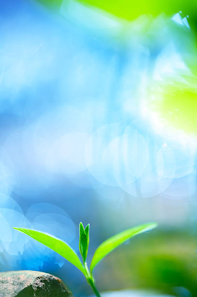 istock Closeup of plant seedling with blurred background 184142820