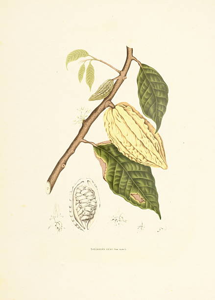 дерево какао/античный plant иллюстрации - berthe hoola van nooten stock illustrations