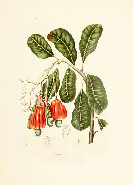 кешью/античный plant иллюстрации - berthe hoola van nooten stock illustrations