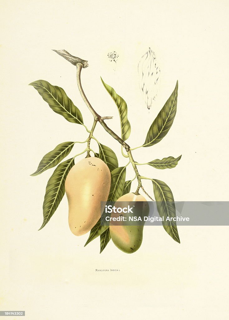 Indian mango/antigüedades de planta ilustraciones - Ilustración de stock de Mango - Fruta tropical libre de derechos