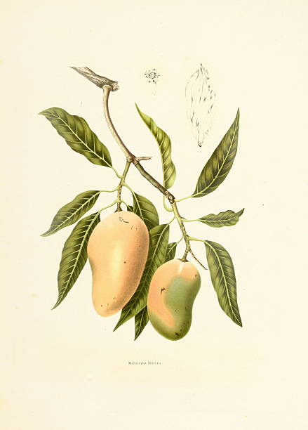 Indian mango | Antique Plant Illustrations "Antique 19th-century engraving of a mangifera indica, also known as Indian mango. Illustration by Berthe Hoola van Nooten from the book Fleurs, Fruits et Feuillages Choisis de l'ille de Java: peints d'apres nature (Brussels, 1880).CLICK BELOW TO SEE MORE BOTANICAL ILLUSTRATIONS IN HIGH RESOLUTION:" engraved image photos stock illustrations