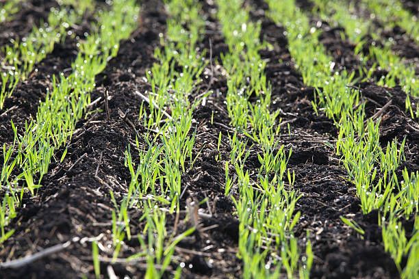 spring gerste - barley grass seedling green stock-fotos und bilder