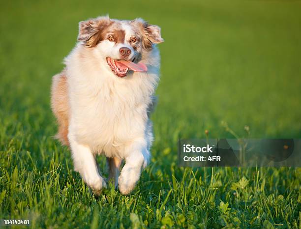 Australischer Schäferhund Läuft Im Freien Am Abend So Xxxl Stockfoto und mehr Bilder von Aktivitäten und Sport