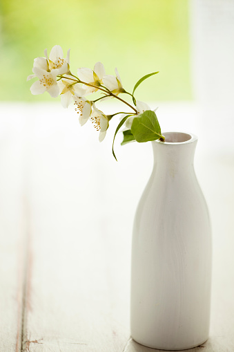 Beautiful jasmine flower in a vase