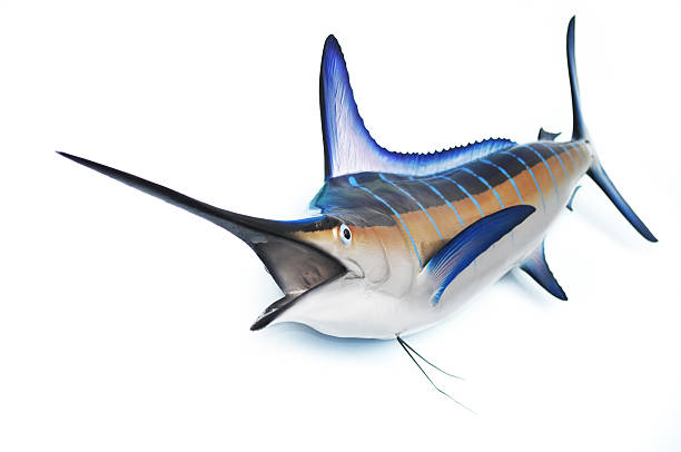 Marlin fish stock photo