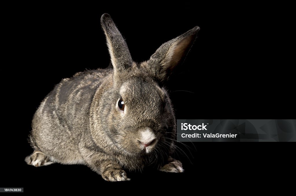 Crouched Rabbit Brown Grey Rabbit Crouched On Black Stock Photo - Download Image Now ...