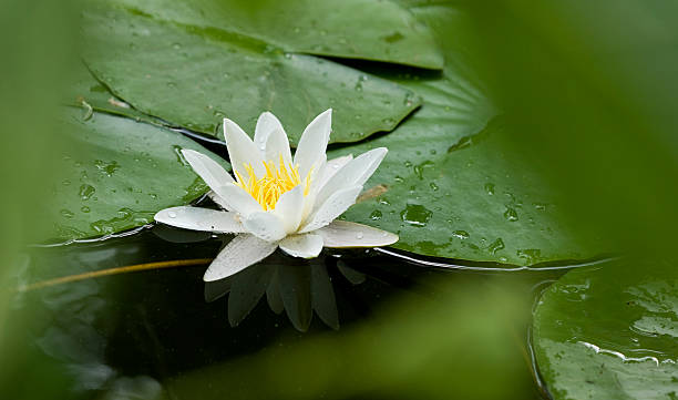 istock beautiful water plant 184143940