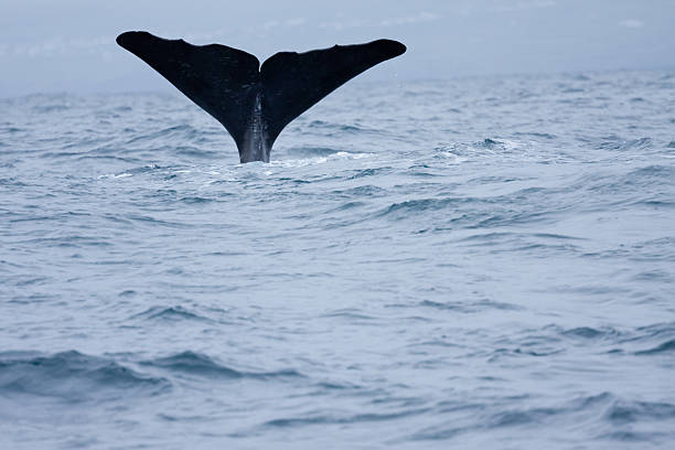 istock Fluke of a sperm whale 184144023