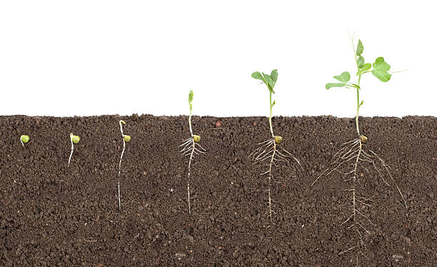 crecimiento del guisante - root growth dirt seed fotografías e imágenes de stock