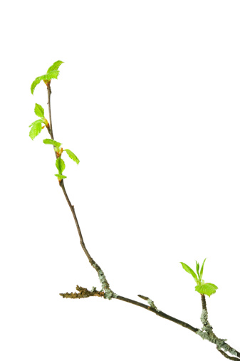 Birch tree (Betula pendula) branch with budding leaves isolated on white background.