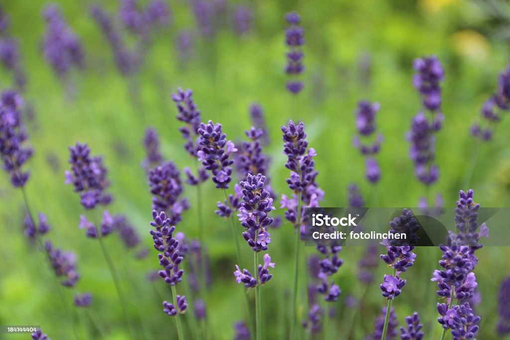 Lavendel und Violett - Lizenzfrei Blume Stock-Foto