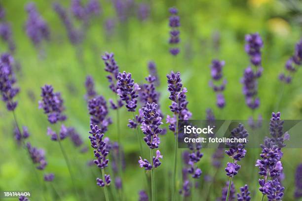 Lavendel Und Violett Stockfoto und mehr Bilder von Blume - Blume, Blume aus gemäßigter Klimazone, Blumenbeet