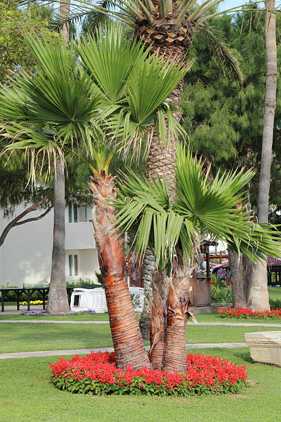 istock palm tree in a holidayresort 184144455