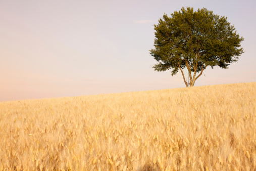 Ripe wheat field.More summer images